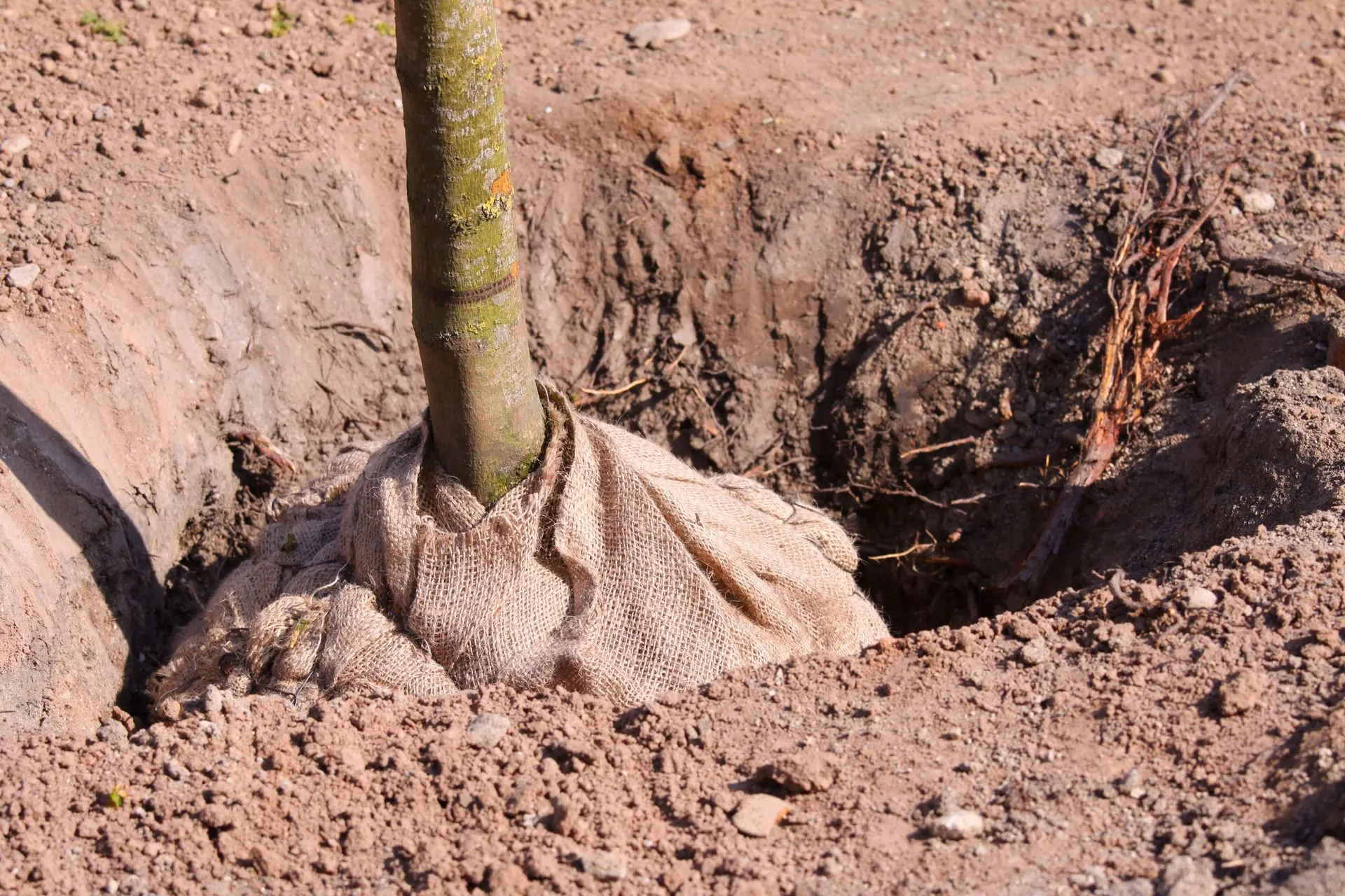 Intrusion of Tree Roots into the Foundation Tree Roots Can Cause Foundation Problems for Houses